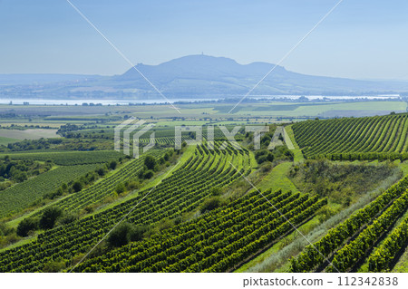 Vineyards under Palava, Southern Moravia, Czech Republic Vineyards under Palava, Southern Moravia, Czech Republic 112342838