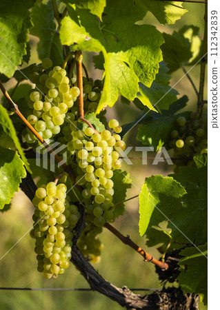 Vineyard with Hibernal near Cejkovice, Southern Moravia, Czech Republic Vineyard with Hibernal near Cejkovice, Southern Moravia, Czech Republic 112342839