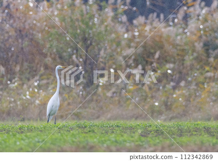 White heron, (Ardea alba, Egretta alba),  in Hortobagy National Park, UNESCO World Heritage Site, Puszta is one of largest meadow and steppe ecosystems in Europe, Hungary 112342869