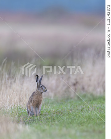 Field hare (Lepus europaeus), in Hortobagy National Park, UNESCO World Heritage Site, Puszta is one of largest steppe ecosystems in Europe, Hungary Field hare (Lepus europaeus), in Hortobagy National Park, UNESCO World Heritage Site, Puszta is one of largest steppe ecosystems in Europe, Hungary 112342872