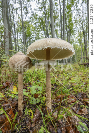 High Bedle (Macrolepiota procera) in the autumn forest, White Carpathians, Southern Moravia, Czech Republic 112342886