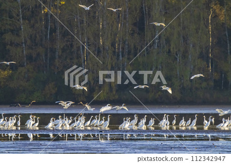 White heron, (Ardea alba, Egretta alba), autumn landscape in Trebonsko region, Southern Bohemia, Czech Republic White heron, (Ardea alba, Egretta alba), autumn landscape in Trebonsko region, Southern Bohemia, Czech Republic 112342947