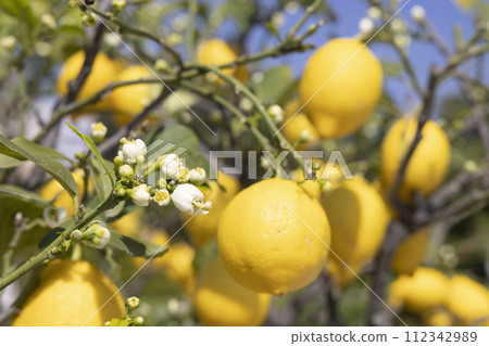 Bunches of fresh yellow ripe lemons with green leaves and flowers, Italy 112342989