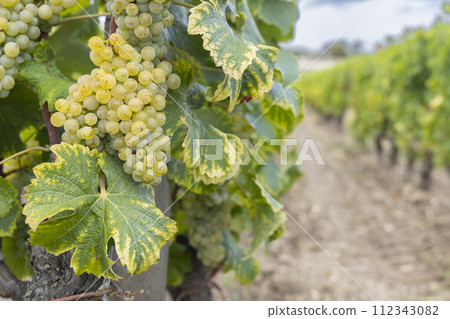 Typical vineyards near Chateau d Yquem, Sauternes, Bordeaux, Aquitaine, France Typical vineyards near Chateau d Yquem, Sauternes, Bordeaux, Aquitaine, France 112343082