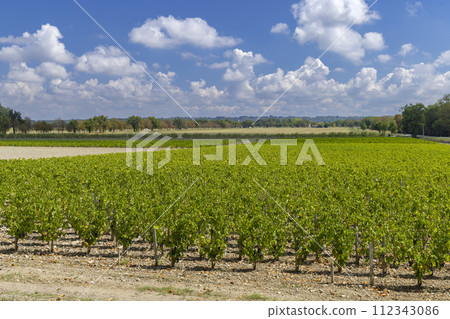 Vineyards near Margaux (Chateau Margaux), Bordeaux, Aquitaine, France Vineyards near Margaux (Chateau Margaux), Bordeaux, Aquitaine, France 112343086