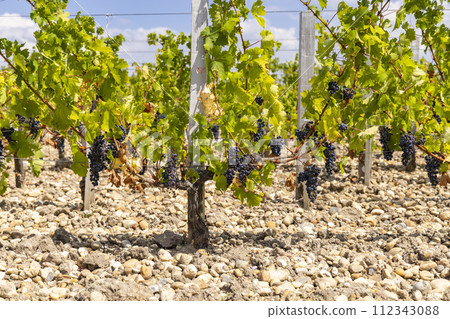 Vineyards near Saint-Julien-Beychevelle, Bordeaux, Aquitaine, France 112343088