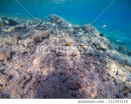 Threadfin butterflyfish (Chaetodon auriga) at the Red Sea coral reef.. Threadfin butterflyfish (Chaetodon auriga) at the Red Sea coral reef.. 112343178