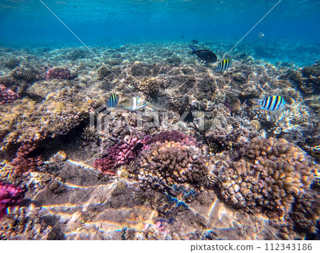 Rhinecanthus assasi fish or Picasso trigger fish on his coral reef in the Red Sea, Egypt. Rhinecanthus assasi fish or Picasso trigger fish on his coral reef in the Red Sea, Egypt. 112343186