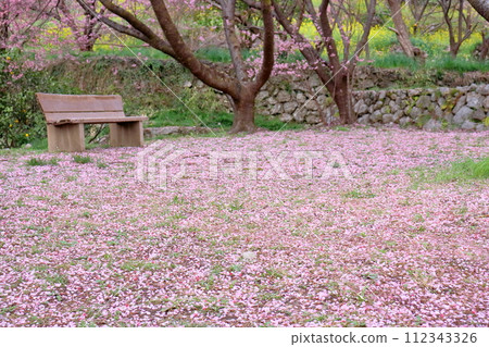花瓣地毯和長凳、雪裂櫻花（高知縣須崎市桑田山） 112343326