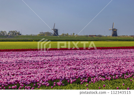 Field of tulips with Ondermolen windmill near Alkmaar, The Netherlands 112343515