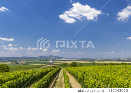 Vineyard near Velke Bilovice, Southern Moravia, Czech Republic 112343610