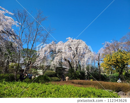 Fern tears 112343626