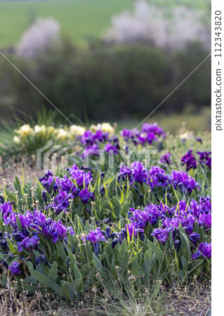 Dwarf iris in Pusty kopec u Konic near Znojmo, Southern Moravia, Czech Republic 112343820