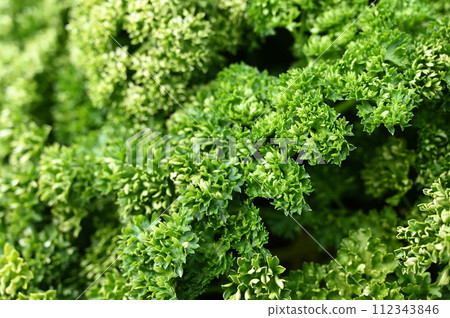 Potted parsley (Apiaceae) 112343846