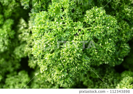 Potted parsley (Apiaceae) 112343898