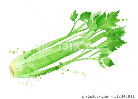 Vector watercolor illustration of celery 112343911