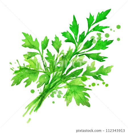 Vector watercolor illustration of parsley 112343913