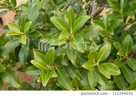Leaves of Shikimi (Faceae) Austrobaileaceae Leaves of Shikimi (Faceae) Austrobaileaceae 112344030
