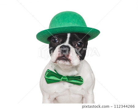 Lovable, pretty puppy and a bright green hat Lovable, pretty puppy and a bright green hat 112344266