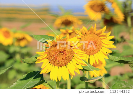 盛開的向日葵 112344332