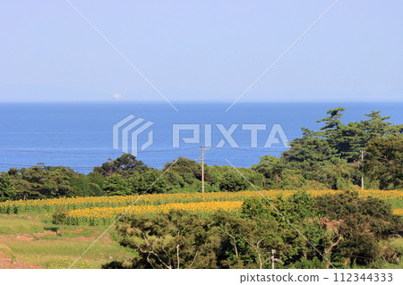 海和向日葵領域 112344333