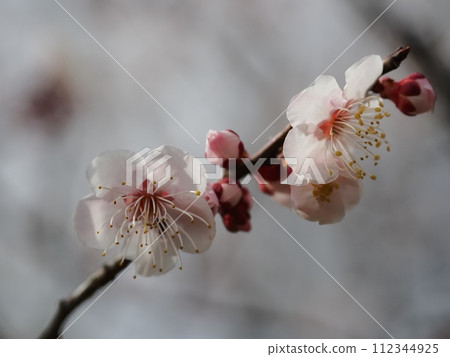 Red plum blossoms telling the coming of spring 112344925