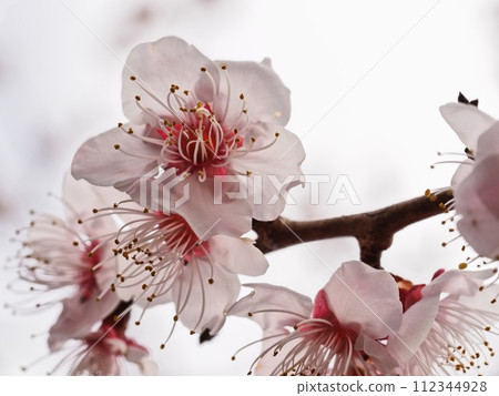 Red plum blossoms telling the coming of spring 112344928