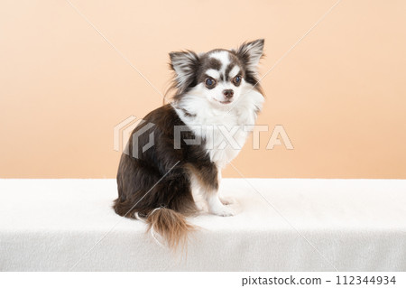 Chihuahua chocolate looking back with beige background Chihuahua chocolate looking back with beige background 112344934
