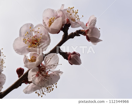 紅梅花告訴春天的到來 112344966