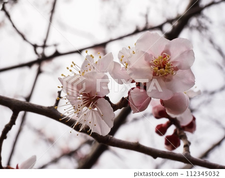 Red plum blossoms telling the coming of spring Red plum blossoms telling the coming of spring 112345032