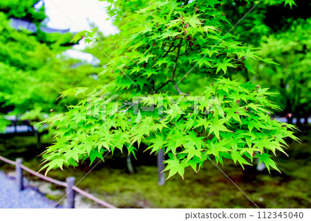 [Kyoto] Nanzenji Temple in spring, blue maple leaves in front of the hall of worship in the early morning 112345040