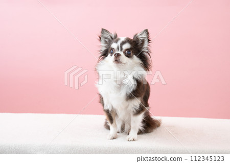 Chihuahua chocolate sitting with pink back 112345123