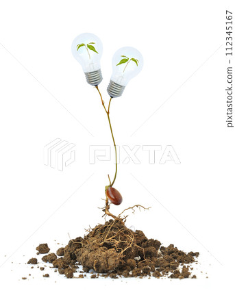 plant growing on soil isolated on white plant growing on soil isolated on white 112345167