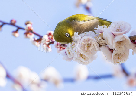 Plums and Japanese white-eye at the plum grove of Osaka Castle Plums and Japanese white-eye at the plum grove of Osaka Castle 112345654
