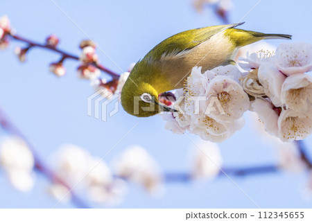 Plums and Japanese white-eye at the plum grove of Osaka Castle 112345655