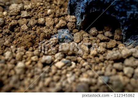Egyptian green toad buried in the ground Egyptian green toad buried in the ground 112345862