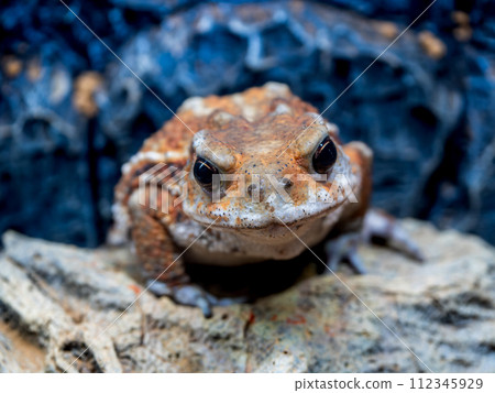 Close up of Miyako toad Close up of Miyako toad 112345929