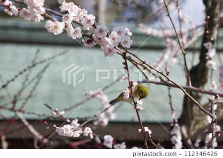 Plum blossoms and white-eye on the approach to Tenjin (Kitano Tenmangu) 3 Plum blossoms and white-eye on the approach to Tenjin (Kitano Tenmangu) 3 112346426