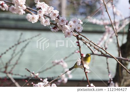 天神（北野天滿宮）參道上的梅花和繡眼鳥 4 112346427