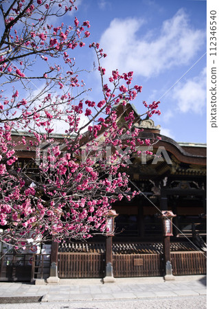 Tenjin-san (Kitano Tenmangu) Main Hall and Tobiume vertical composition 3 112346540
