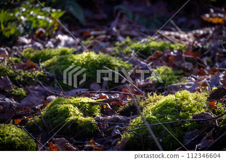 Sunlight Whispering through the Forest Floor Sunlight Whispering through the Forest Floor 112346604