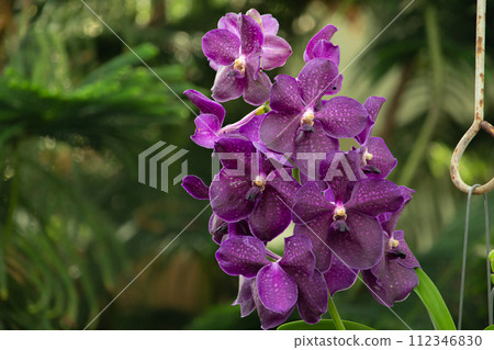 Orchid. Red orchid. Orchid is queen of flowers. 112346830