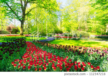 fresh lawn with flowers fresh lawn with flowers 112347218