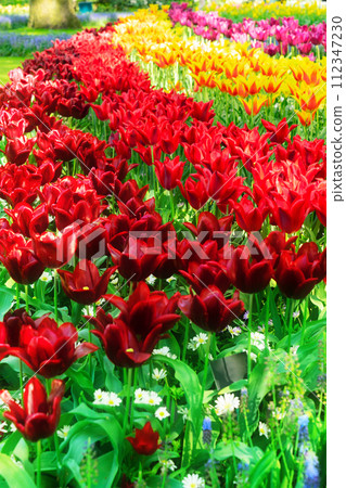 fresh lawn with flowers fresh lawn with flowers 112347230