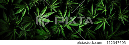 A lot of cannabis leaves on black background. Marijuana banner. Cannabis legalization concept A lot of cannabis leaves on black background. Marijuana banner. Cannabis legalization concept 112347603