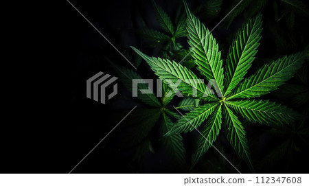 Green cannabis leaf close up on black background. Studio shot. Medical marijuana cultivation. Green cannabis leaf close up on black background. Studio shot. Medical marijuana cultivation. 112347608