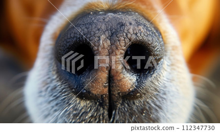 Close-up of a dogs nose. 112347730