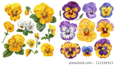 Set of vector realistic hand-drawn detailed flowers of Pansies 112348521