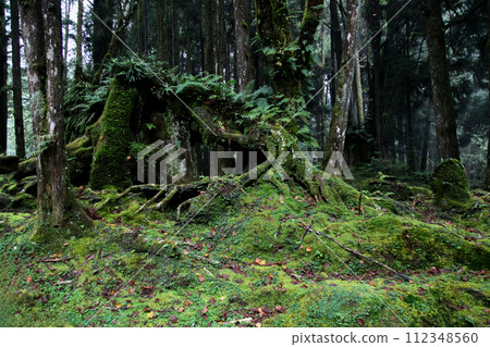 Old root Big tree at Alishan national park area in Taiwan. 112348560