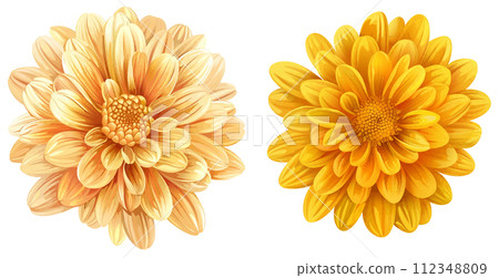 Chrysanthemum, golden daisy isolated 112348809